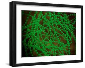 Microscopic View of Cocci Bacterium-null-Framed Art Print