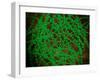 Microscopic View of Cocci Bacterium-null-Framed Art Print