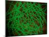 Microscopic View of Cocci Bacterium-null-Mounted Art Print