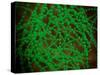 Microscopic View of Cocci Bacterium-null-Stretched Canvas