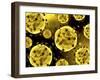 Microscopic View of Coronavirus-null-Framed Art Print