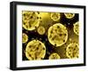 Microscopic View of Coronavirus-null-Framed Art Print