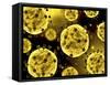 Microscopic View of Coronavirus-null-Framed Stretched Canvas