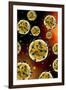 Microscopic View of Coronavirus-null-Framed Art Print