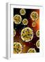 Microscopic View of Coronavirus-null-Framed Art Print