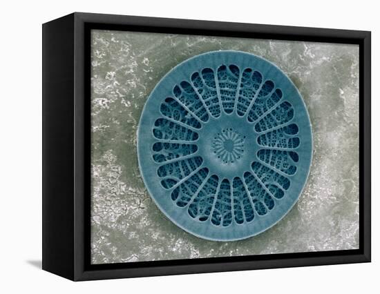 Microscopic View of Diatom-Jim Zuckerman-Framed Stretched Canvas