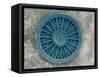 Microscopic View of Diatom-Jim Zuckerman-Framed Stretched Canvas