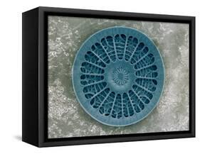 Microscopic View of Diatom-Jim Zuckerman-Framed Stretched Canvas