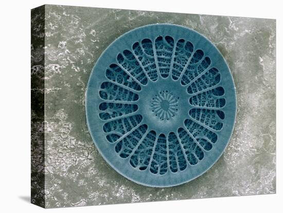 Microscopic View of Diatom-Jim Zuckerman-Stretched Canvas