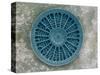 Microscopic View of Diatom-Jim Zuckerman-Stretched Canvas