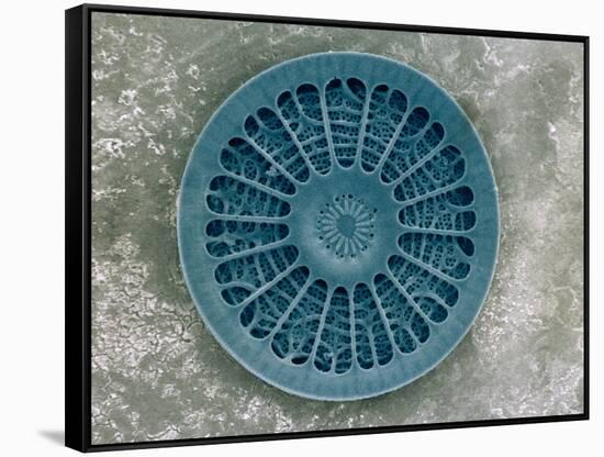 Microscopic View of Diatom-Jim Zuckerman-Framed Stretched Canvas