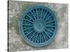 Microscopic View of Diatom-Jim Zuckerman-Stretched Canvas