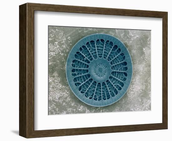 Microscopic View of Diatom-Jim Zuckerman-Framed Photographic Print