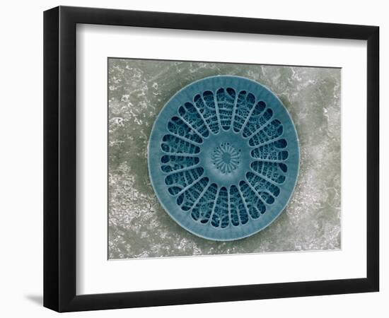 Microscopic View of Diatom-Jim Zuckerman-Framed Photographic Print