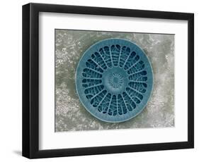 Microscopic View of Diatom-Jim Zuckerman-Framed Photographic Print