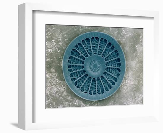 Microscopic View of Diatom-Jim Zuckerman-Framed Photographic Print