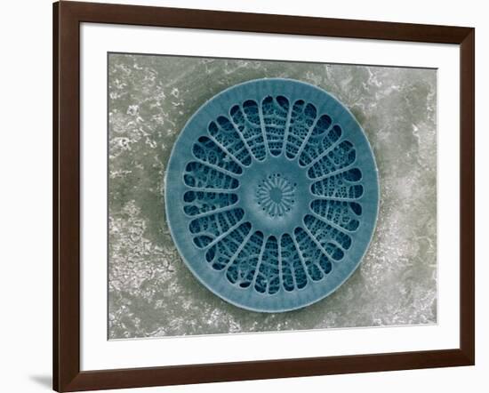 Microscopic View of Diatom-Jim Zuckerman-Framed Photographic Print