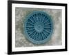 Microscopic View of Diatom-Jim Zuckerman-Framed Photographic Print