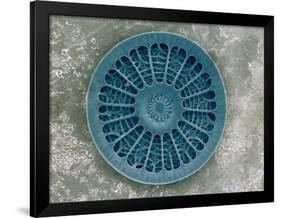 Microscopic View of Diatom-Jim Zuckerman-Framed Photographic Print