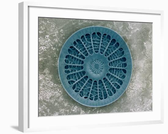 Microscopic View of Diatom-Jim Zuckerman-Framed Photographic Print