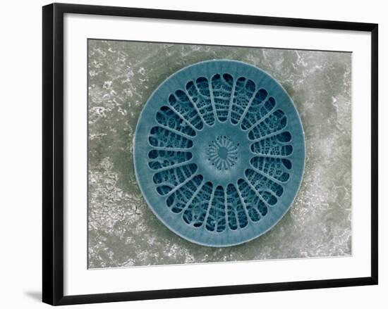 Microscopic View of Diatom-Jim Zuckerman-Framed Photographic Print