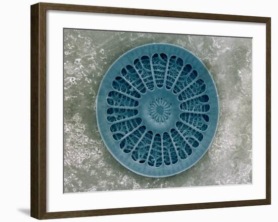 Microscopic View of Diatom-Jim Zuckerman-Framed Photographic Print