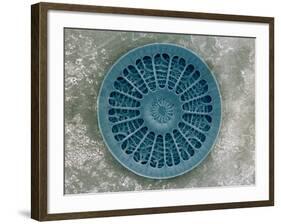 Microscopic View of Diatom-Jim Zuckerman-Framed Photographic Print