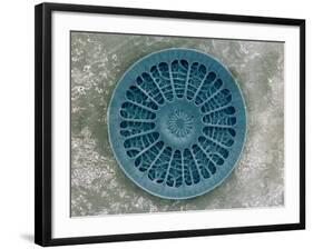 Microscopic View of Diatom-Jim Zuckerman-Framed Photographic Print