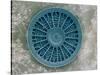 Microscopic View of Diatom-Jim Zuckerman-Stretched Canvas