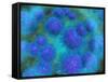Microscopic View of Diplococcus Bacterium-null-Framed Stretched Canvas