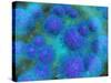 Microscopic View of Diplococcus Bacterium-null-Stretched Canvas