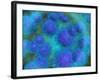 Microscopic View of Diplococcus Bacterium-null-Framed Art Print