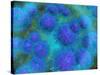 Microscopic View of Diplococcus Bacterium-null-Stretched Canvas