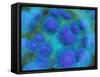 Microscopic View of Diplococcus Bacterium-null-Framed Stretched Canvas