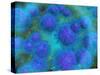 Microscopic View of Diplococcus Bacterium-null-Stretched Canvas