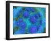 Microscopic View of Diplococcus Bacterium-null-Framed Art Print