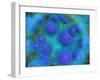 Microscopic View of Diplococcus Bacterium-null-Framed Art Print