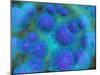 Microscopic View of Diplococcus Bacterium-null-Mounted Art Print