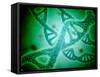 Microscopic View of DNA-Stocktrek Images-Framed Stretched Canvas