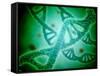 Microscopic View of DNA-Stocktrek Images-Framed Stretched Canvas