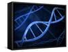Microscopic View of DNA-Stocktrek Images-Framed Stretched Canvas