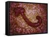 Microscopic View of Ebola Virus-null-Framed Stretched Canvas