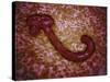 Microscopic View of Ebola Virus-null-Stretched Canvas