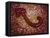 Microscopic View of Ebola Virus-null-Framed Stretched Canvas