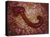 Microscopic View of Ebola Virus-null-Stretched Canvas