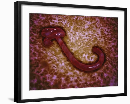 Microscopic View of Ebola Virus-null-Framed Art Print