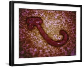 Microscopic View of Ebola Virus-null-Framed Art Print