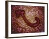 Microscopic View of Ebola Virus-null-Framed Art Print