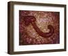 Microscopic View of Ebola Virus-null-Framed Art Print