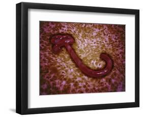 Microscopic View of Ebola Virus-null-Framed Art Print